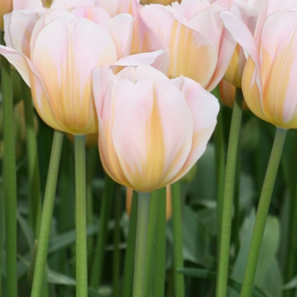 Tulipe Triomphe Peace Flame