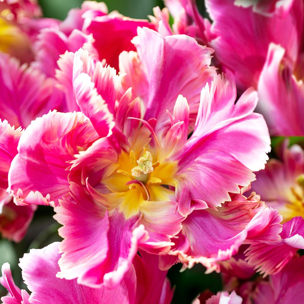 Tulipán Papagayo Estella Rijnveld