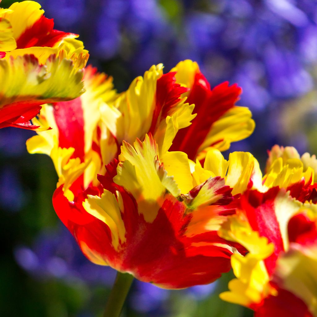 Tulipán Papagayo Flaming Parrot