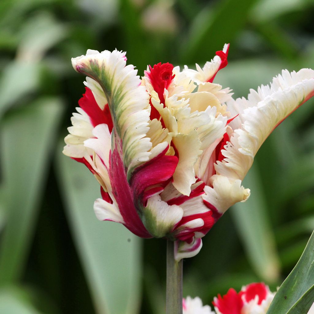 Tulipán Papagayo Flaming Parrot