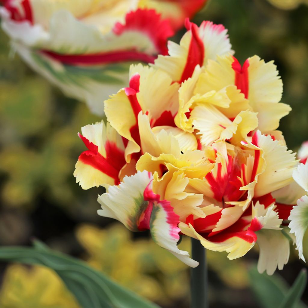 Tulipán Papagayo Flaming Parrot