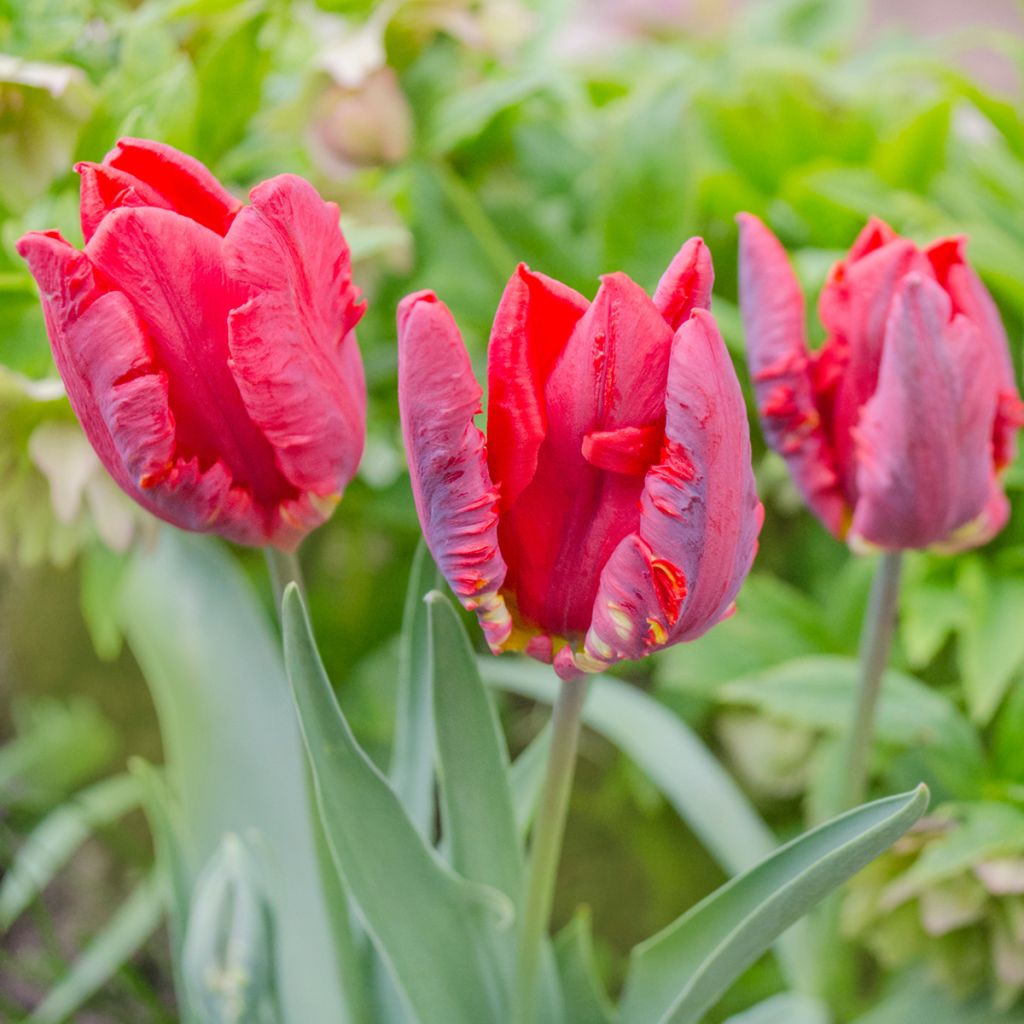 Tulipán Papagayo Rococo