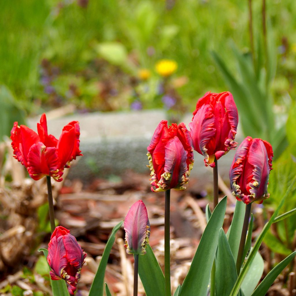 Tulipán Papagayo Rococo