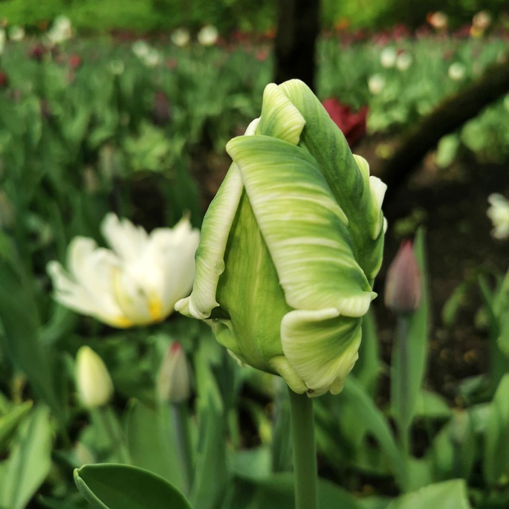 Tulipán Papagayo Super Parrot