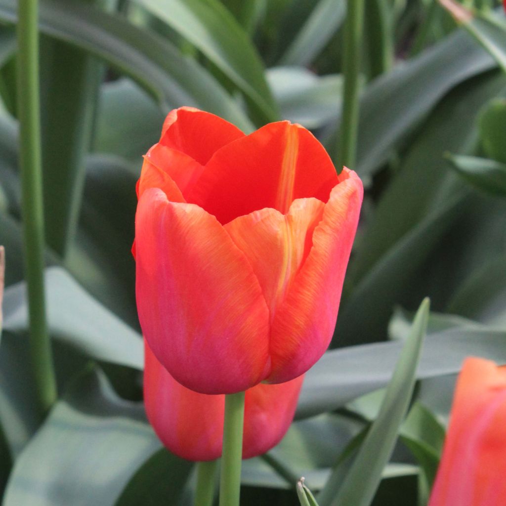 Tulipe Simple Tardive Avignon