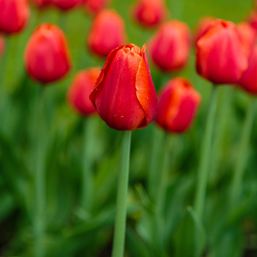 Tulipán Triunfo Annie Schilder