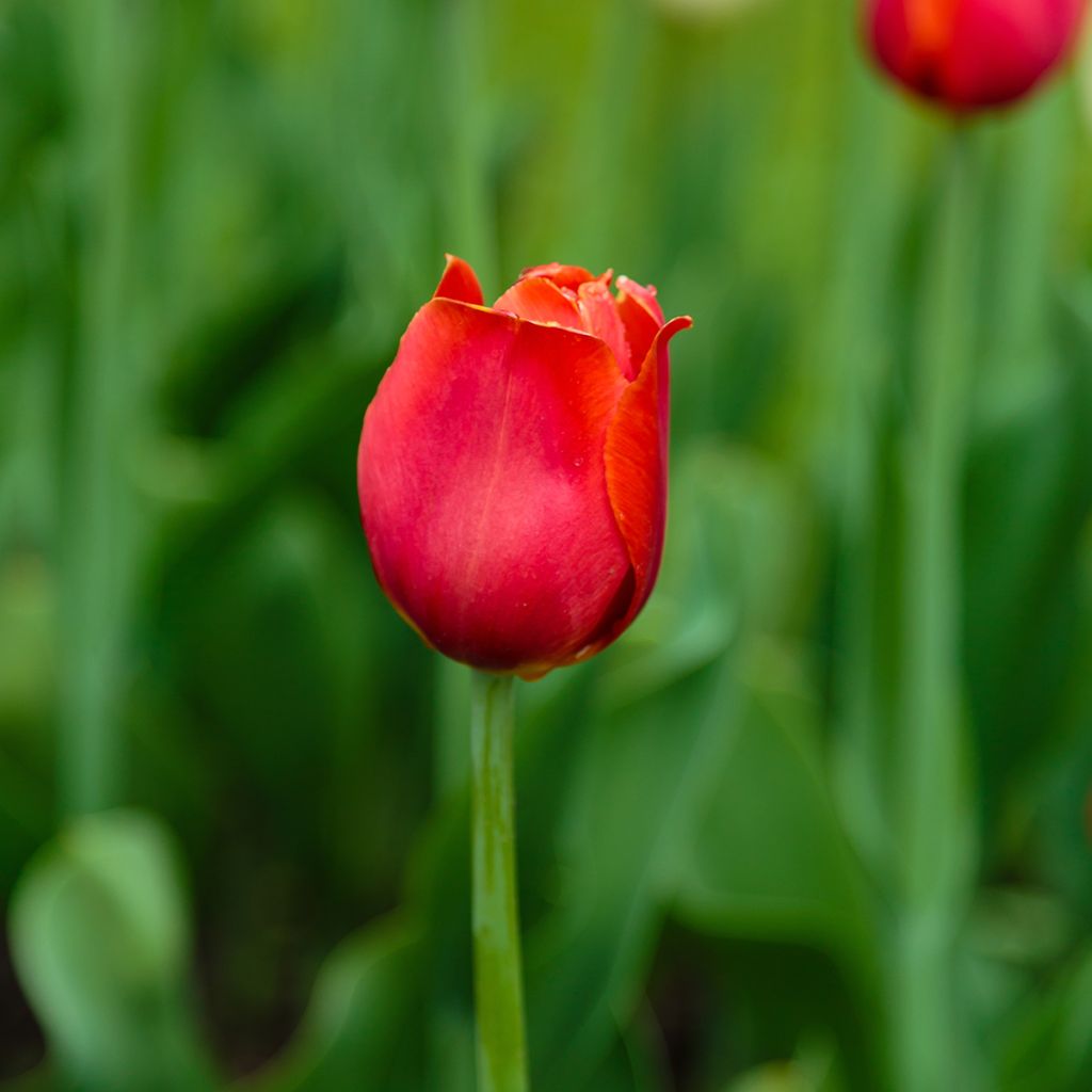 Tulipán Triunfo Annie Schilder