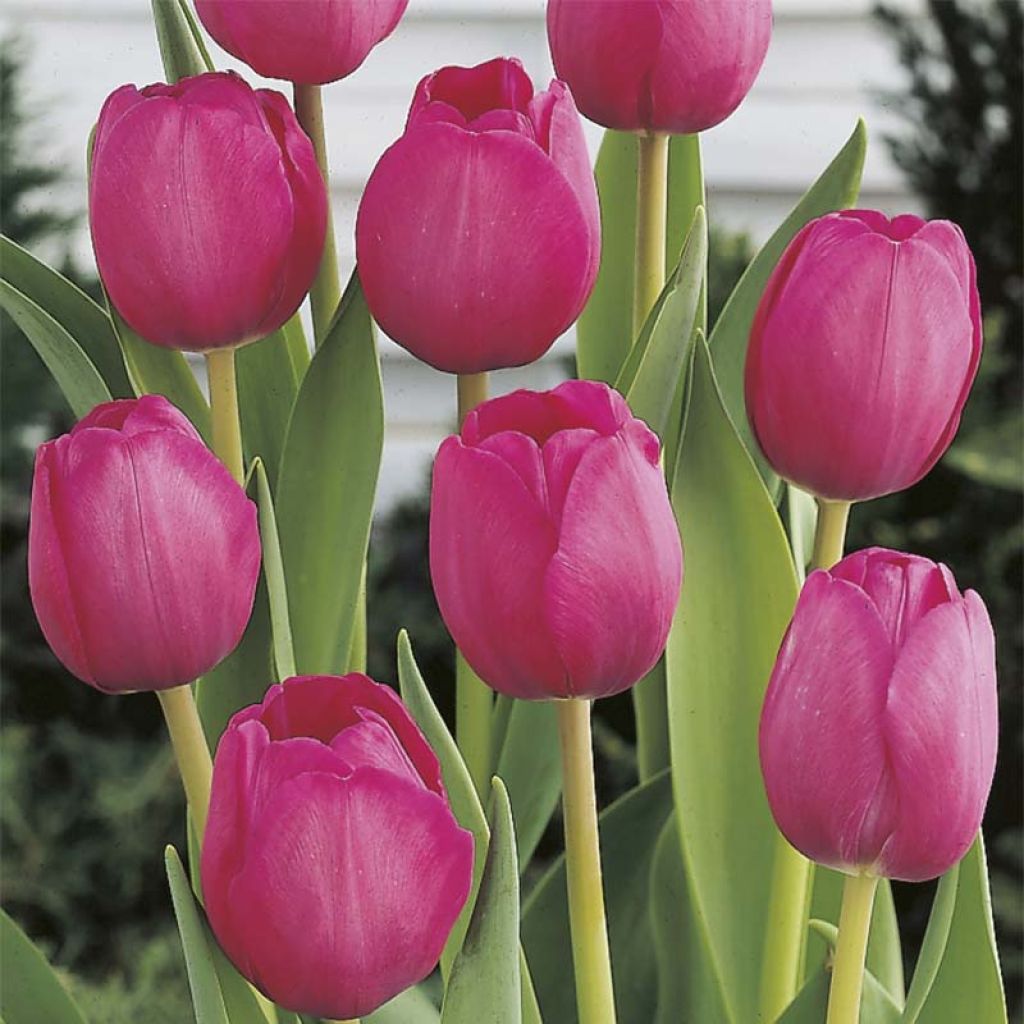 Tulipe Triomphe Attila