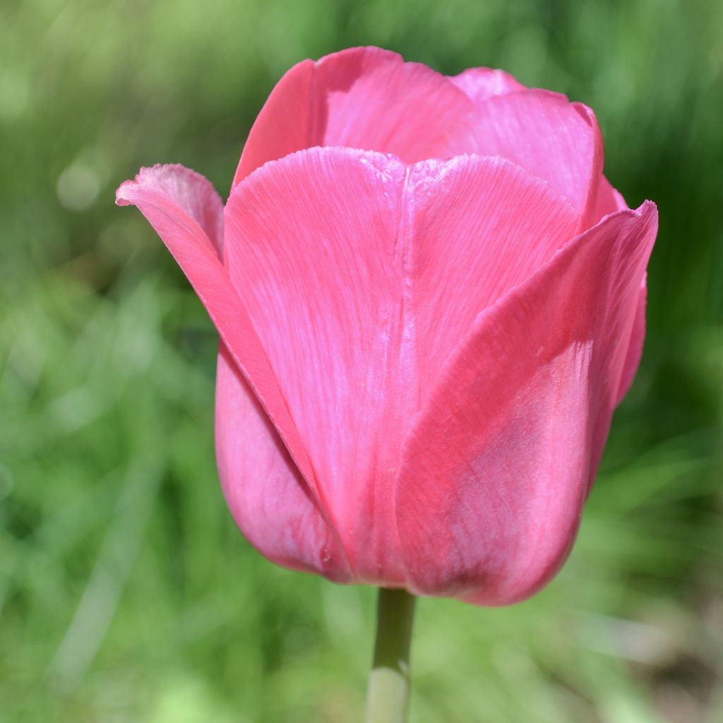 Tulipán Triunfo Barcelona