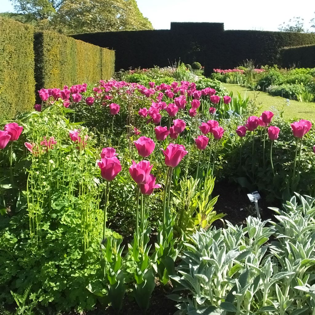 Tulipán Triunfo Barcelona