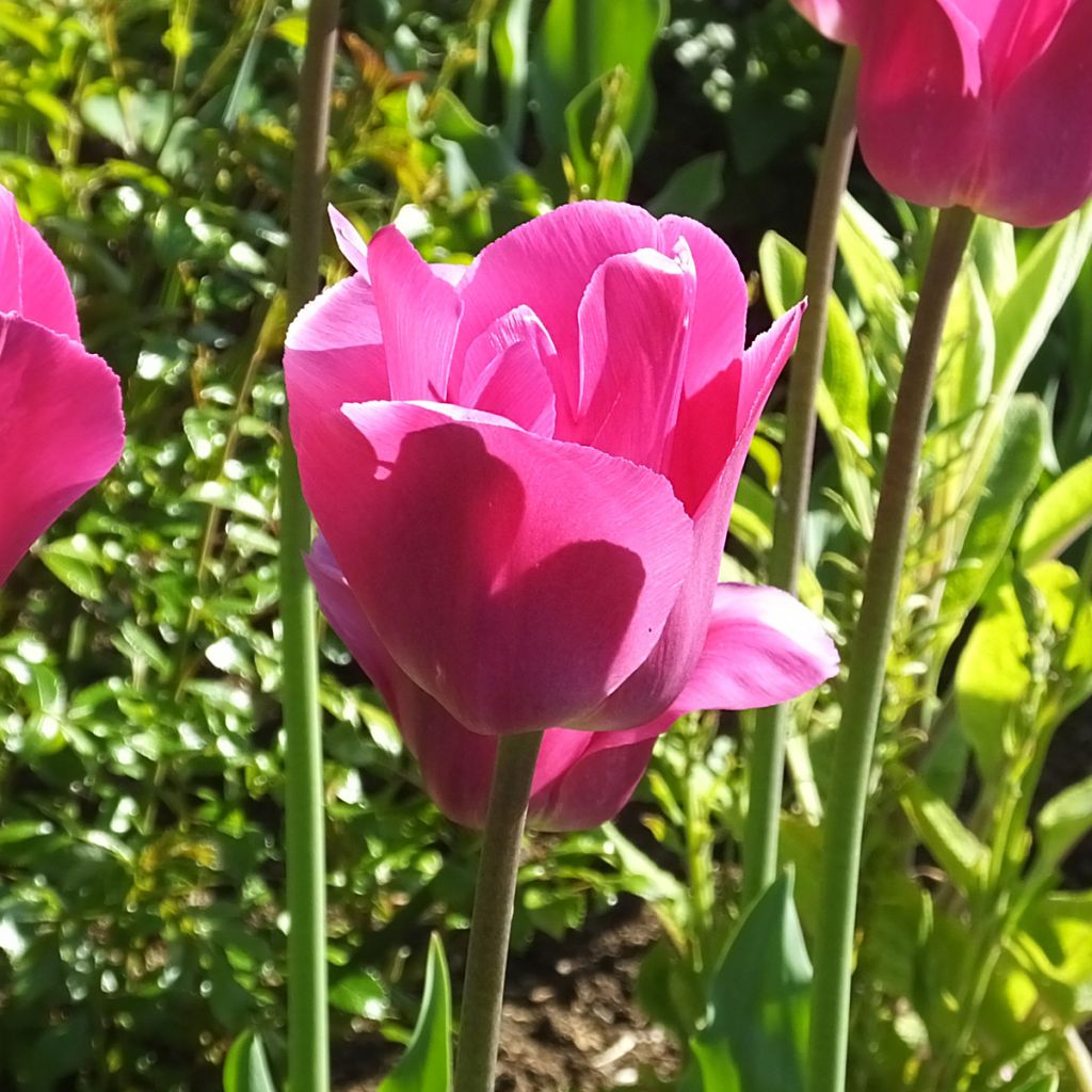 Tulipán Triunfo Barcelona