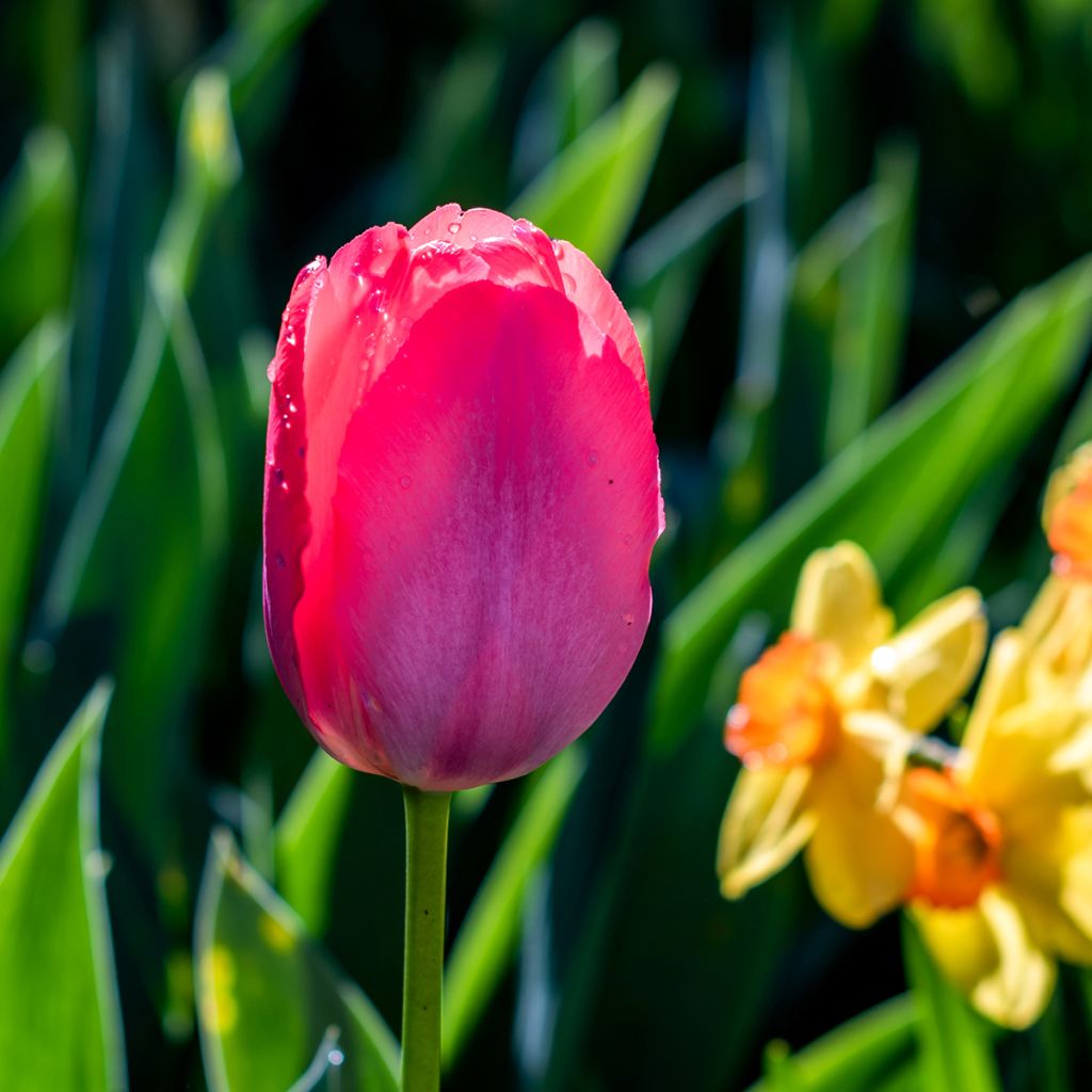 Tulipán Triunfo Bastogne