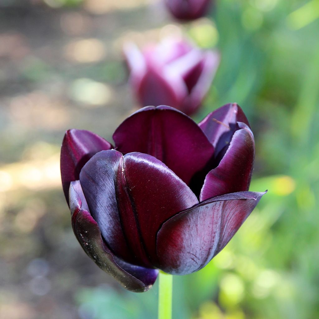 Tulipán Triunfo Black Jack