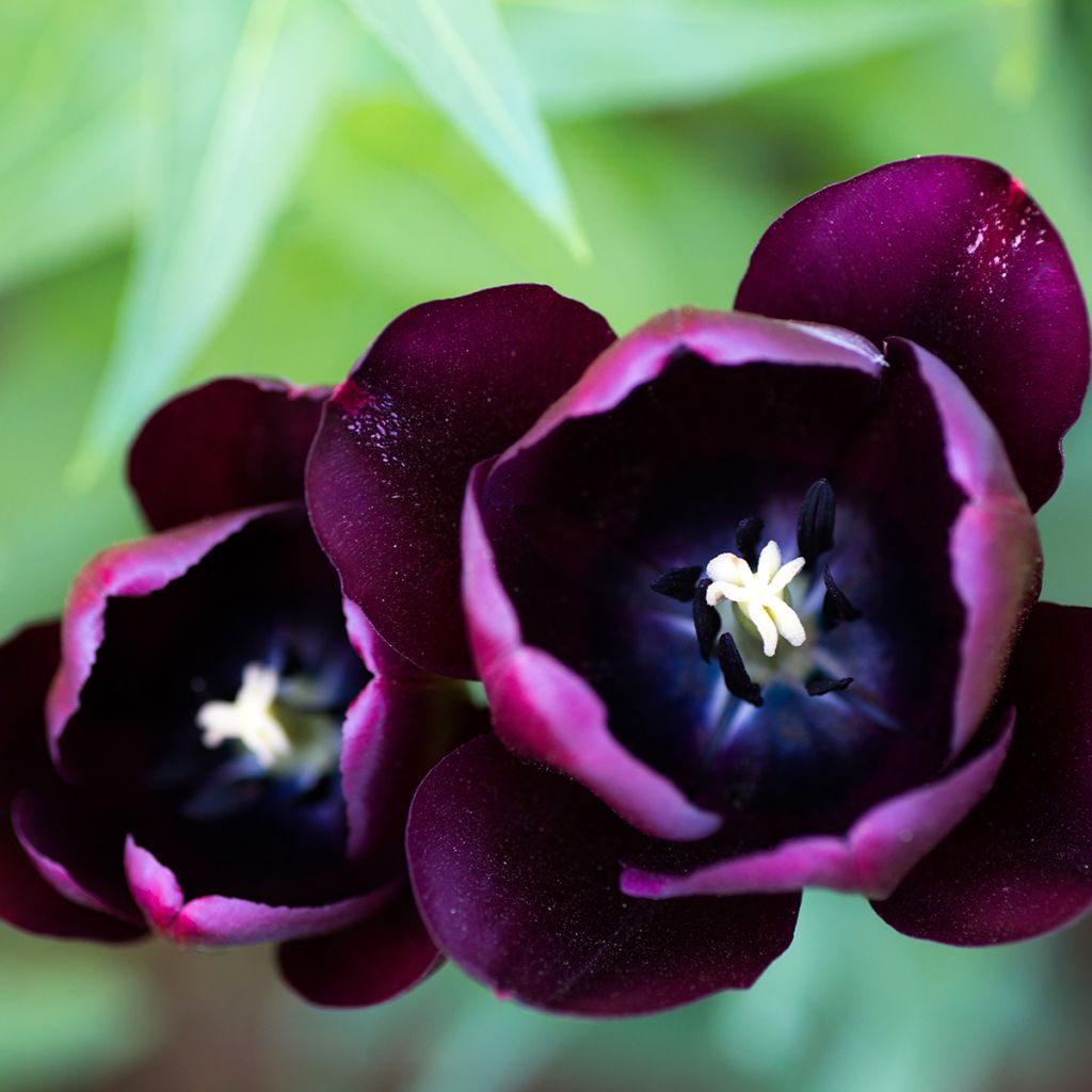 Tulipán Triunfo Black Jack