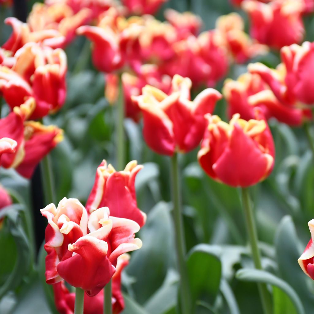 Tulipán Triunfo Elegant Crown