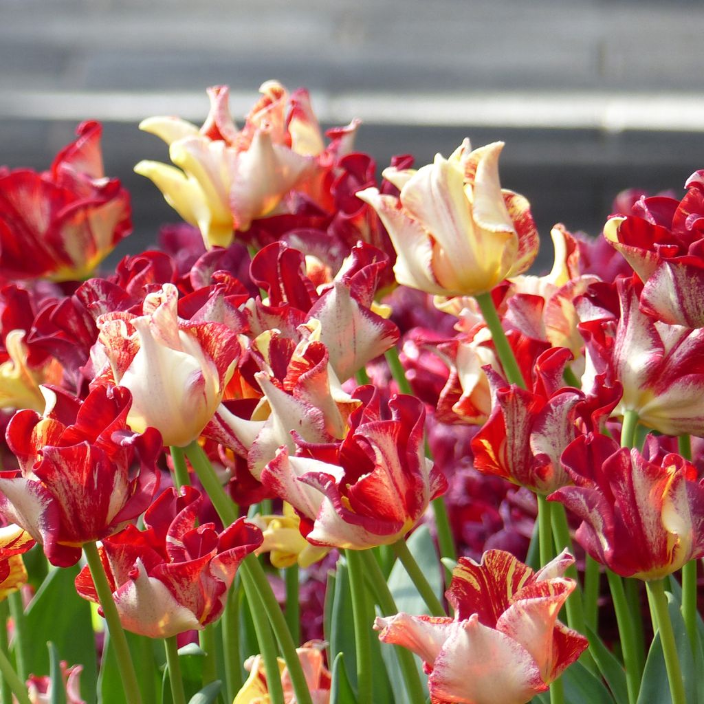 Tulipe Triomphe Flaming Crown