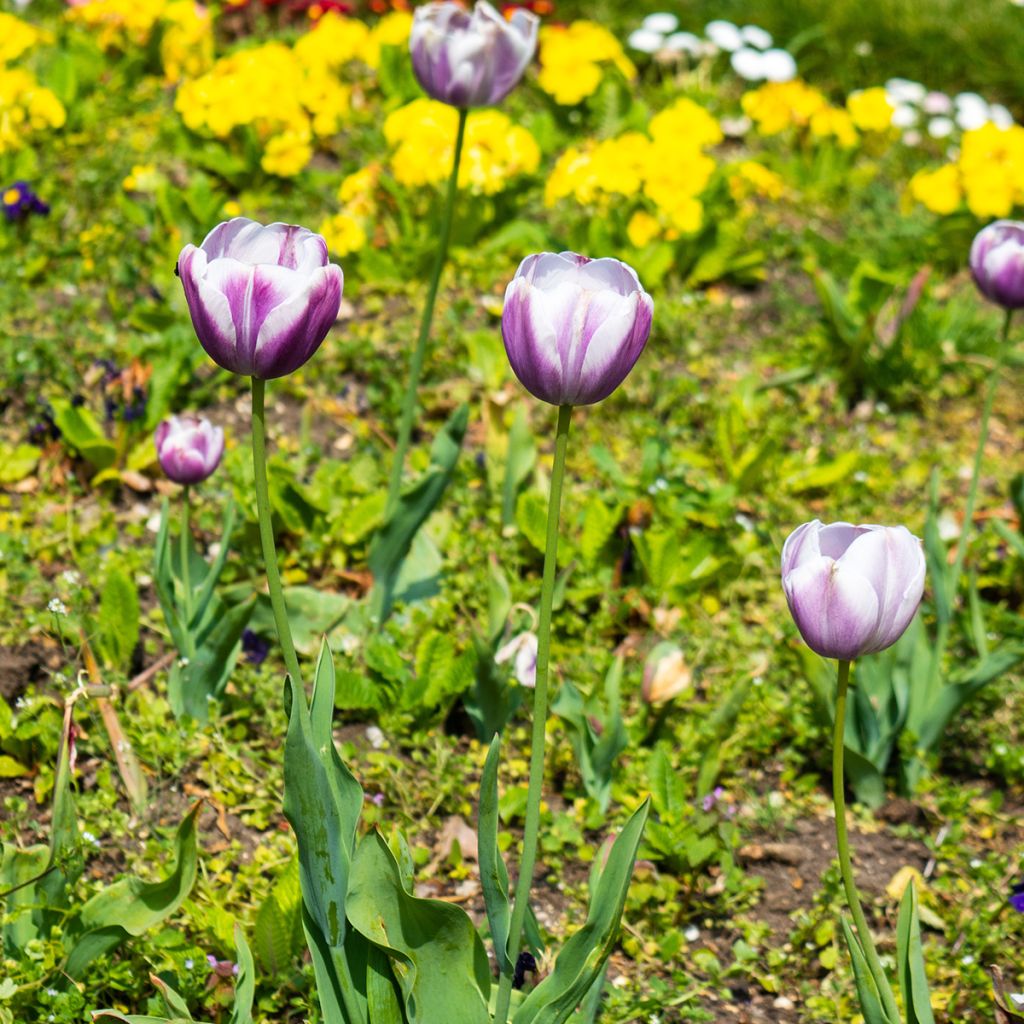 Tulipán Triunfo Flaming Flag