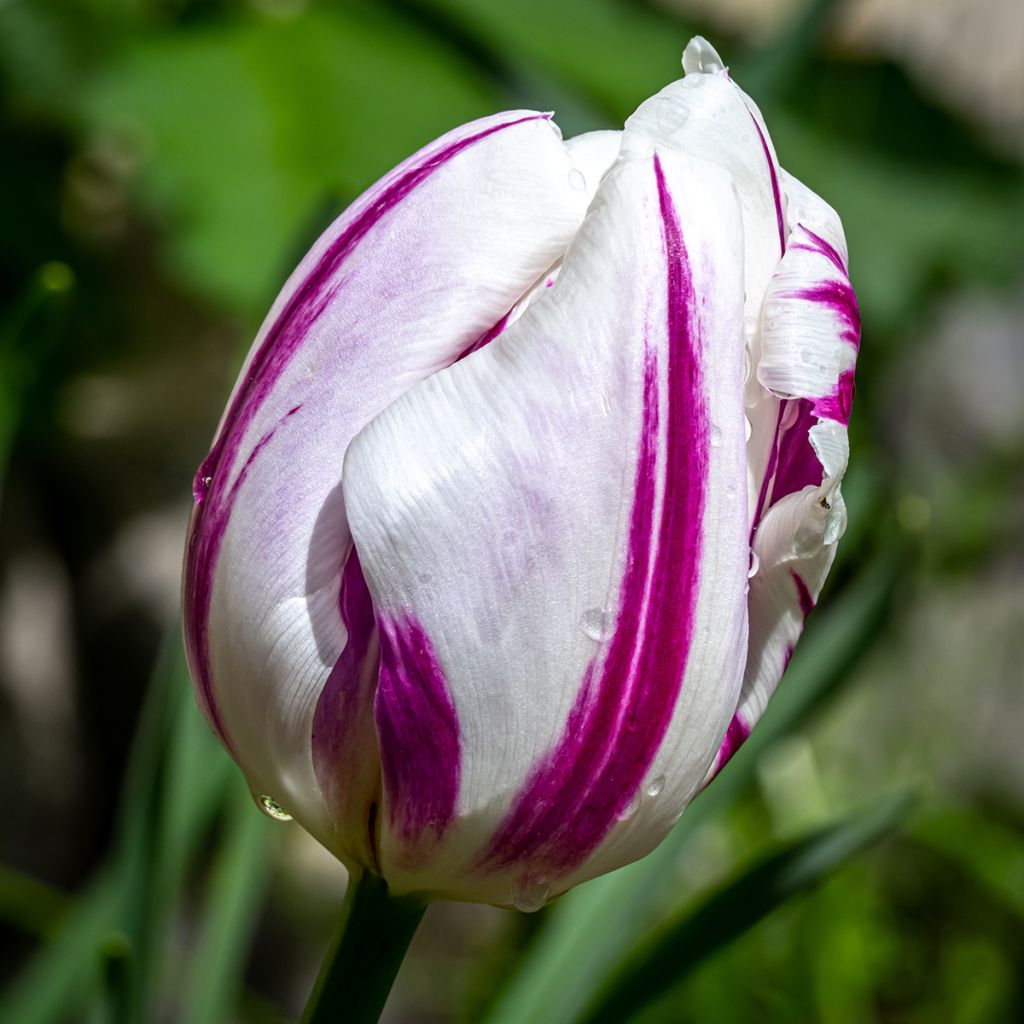 Tulipán Triunfo Flaming Flag