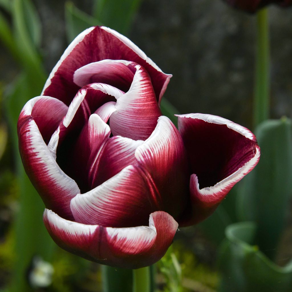 Tulipán Triunfo Fontainebleau