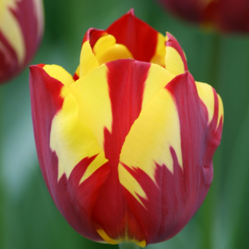 Tulipe Triomphe Helmar