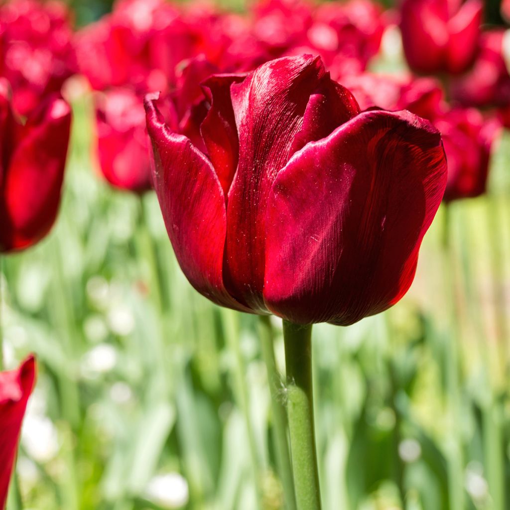 Tulipán Triunfo Ile de France