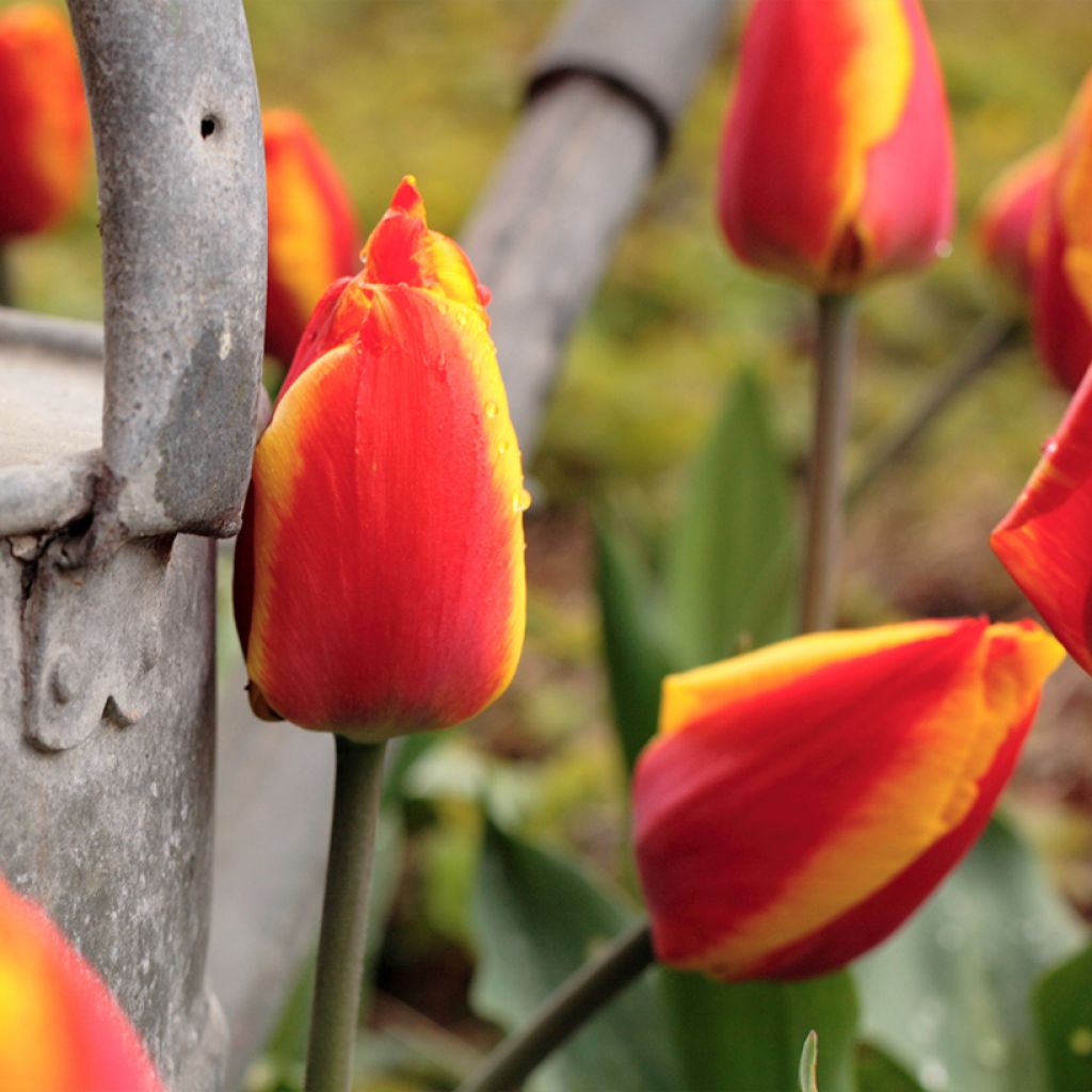 Tulipán Triunfo Kees Nelis