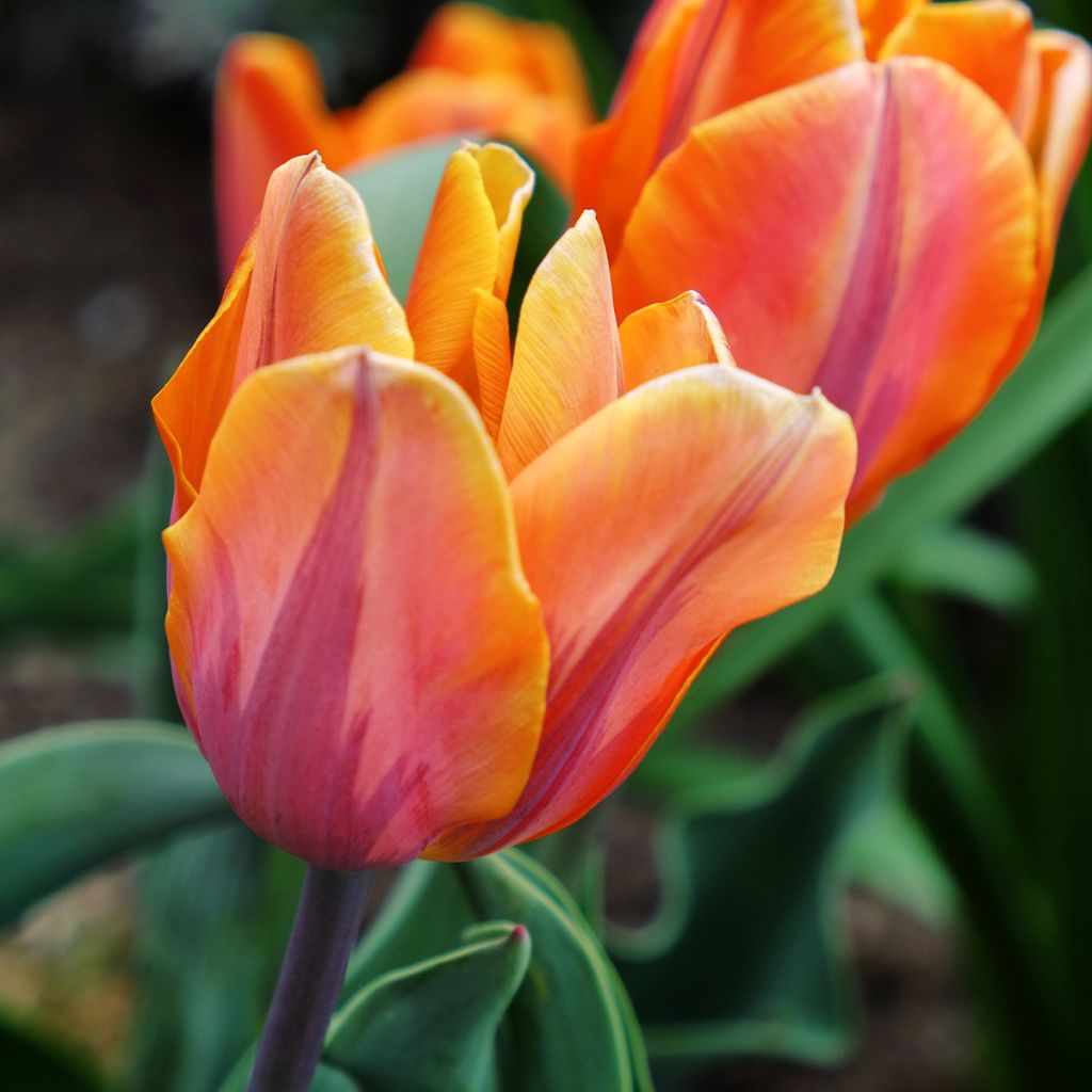 Tulipán Triunfo Princesse Irène