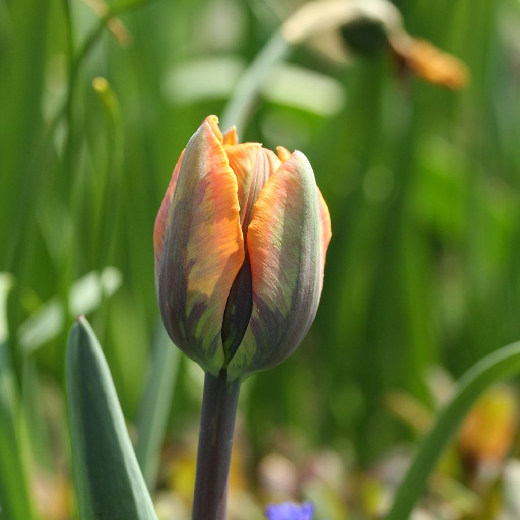 Tulipán Triunfo Princesse Irène