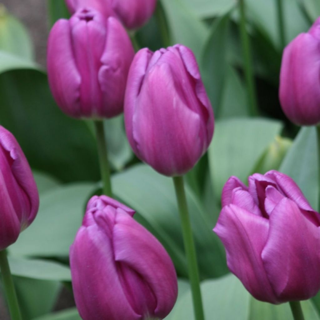 Tulipe Triomphe Purple Flag