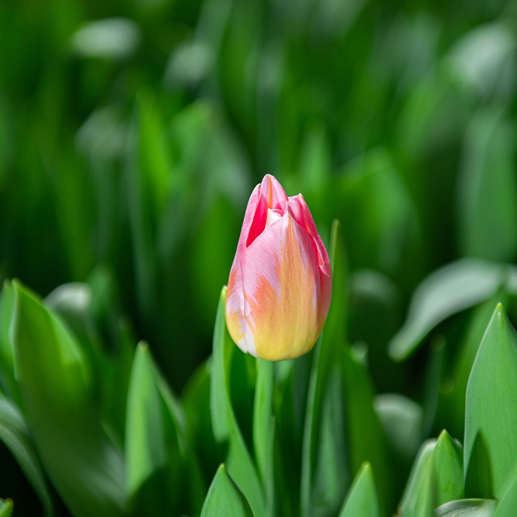 Tulipán Triunfo Tom Pouce