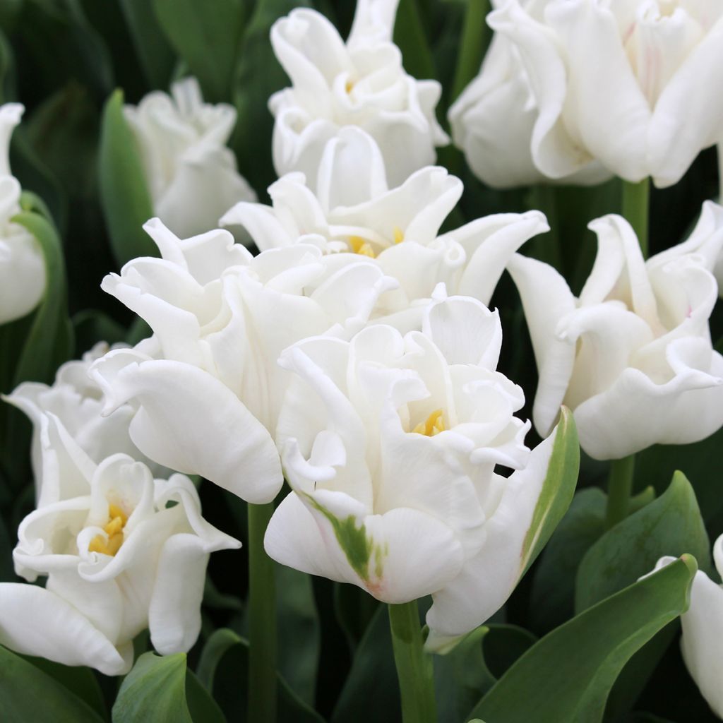 Tulipán Triunfo White Liberstar