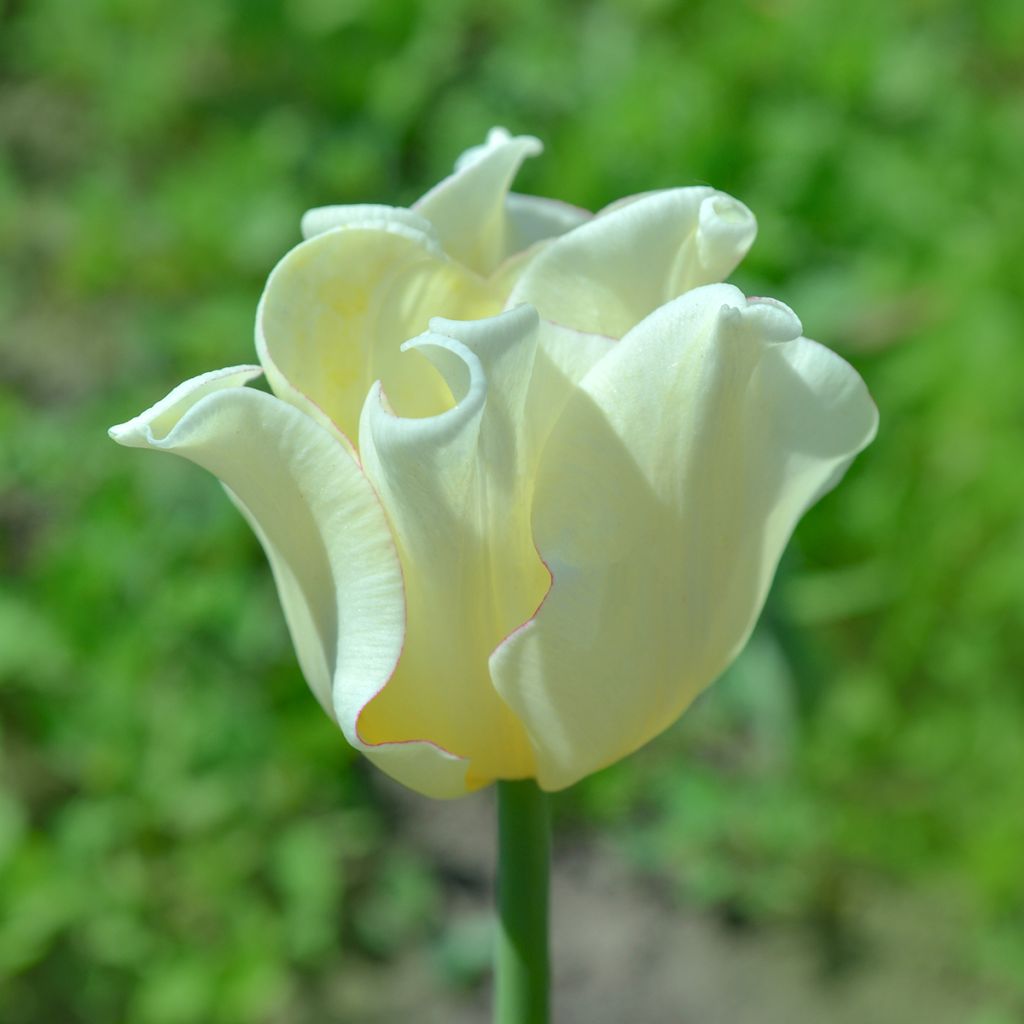 Tulipán Triunfo White Liberstar