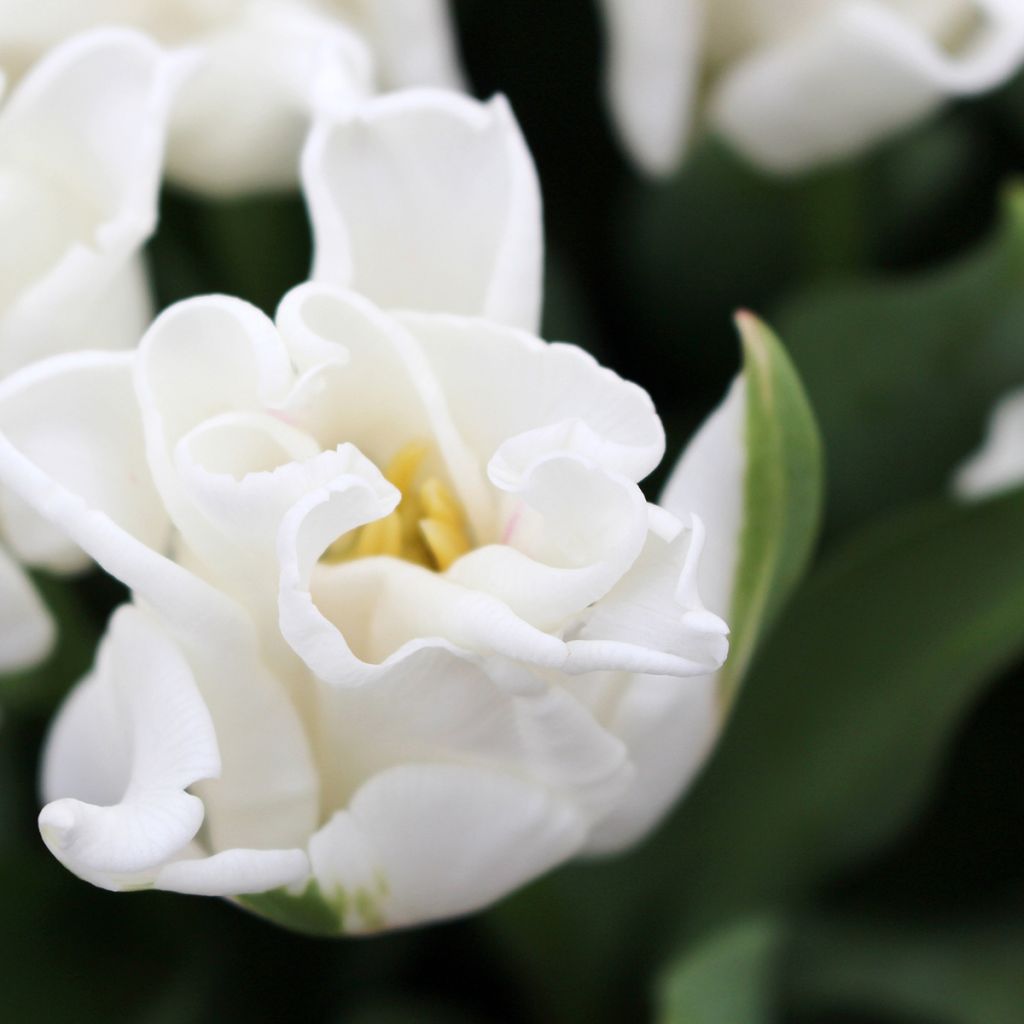 Tulipán Triunfo White Liberstar