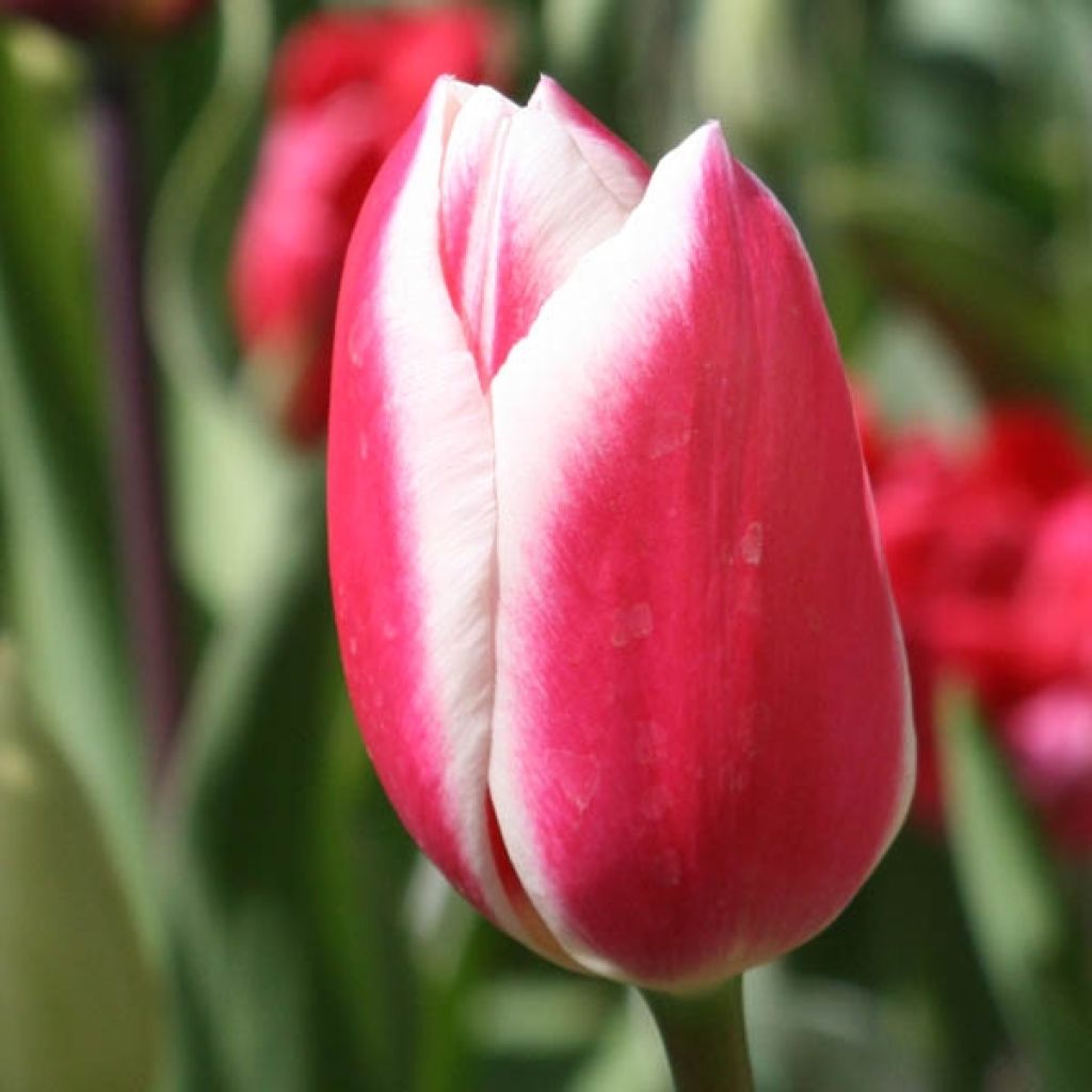 Tulipe Triomphe Candy Apple Delight