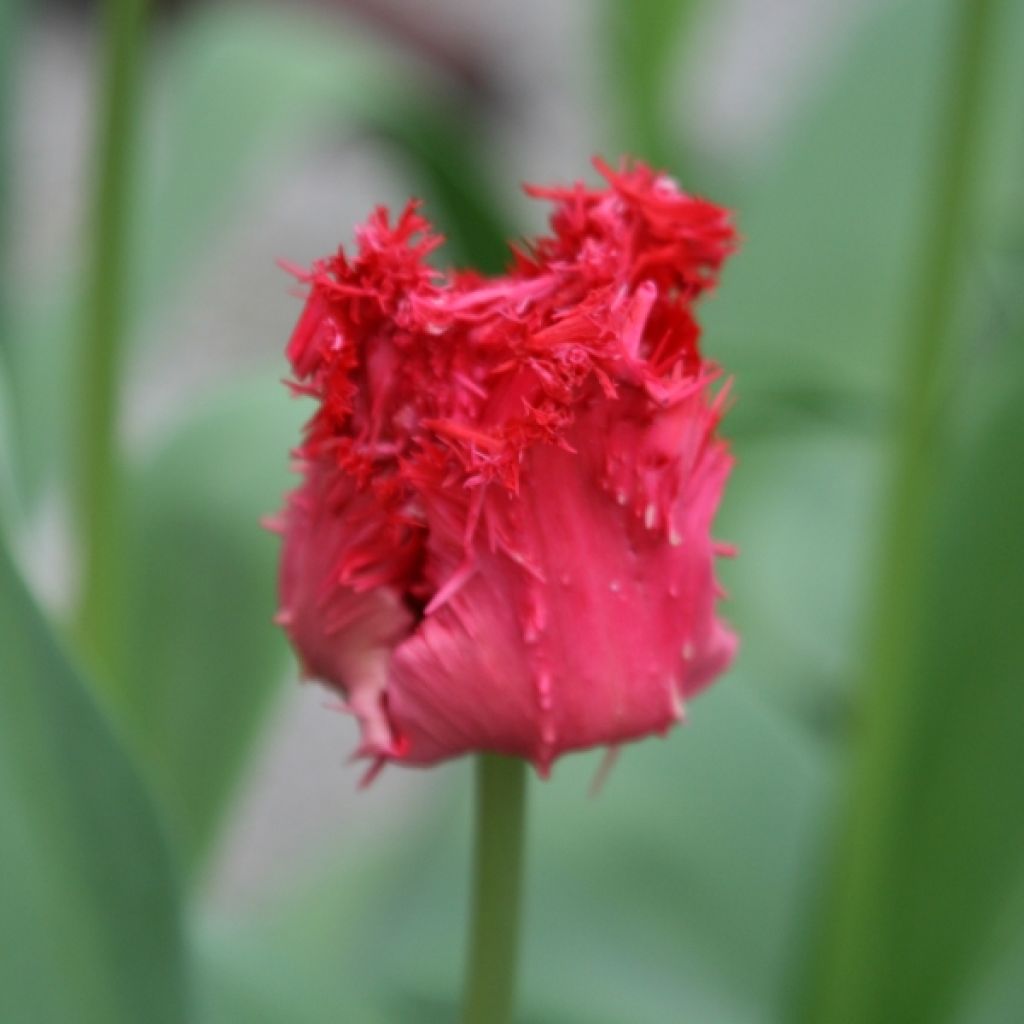 Tulipe Dentelée Barbados