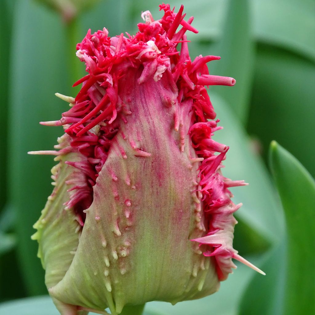 Tulipán dentado Barbados