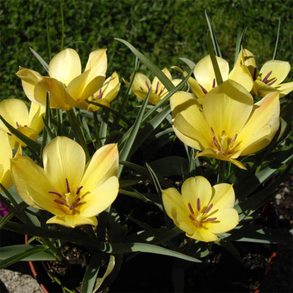 Tulipe batalinii Yellow Jewel