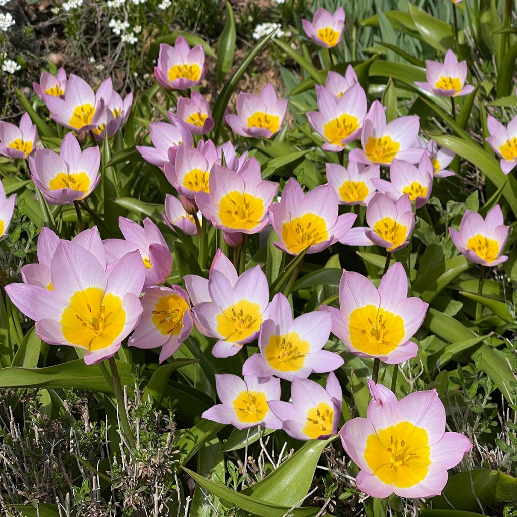 Tulipa bakeri Lilac Wonder