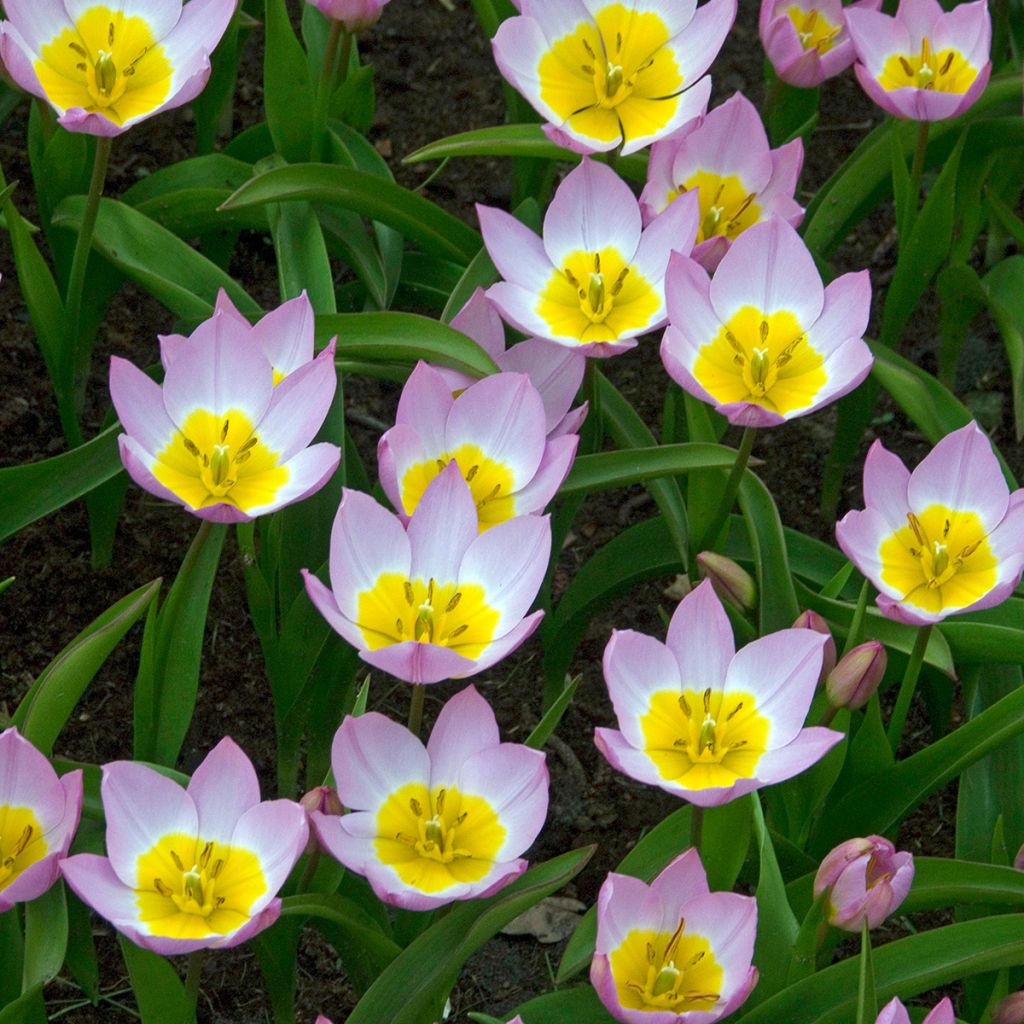 Tulipa bakeri Lilac Wonder