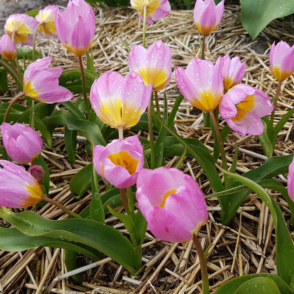 Tulipa bakeri Lilac Wonder