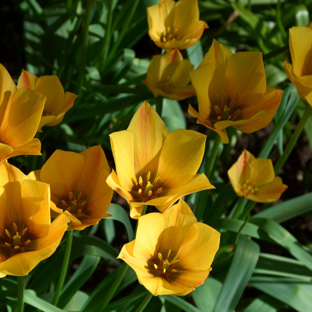 Tulipa linifolia Yellow Jewel