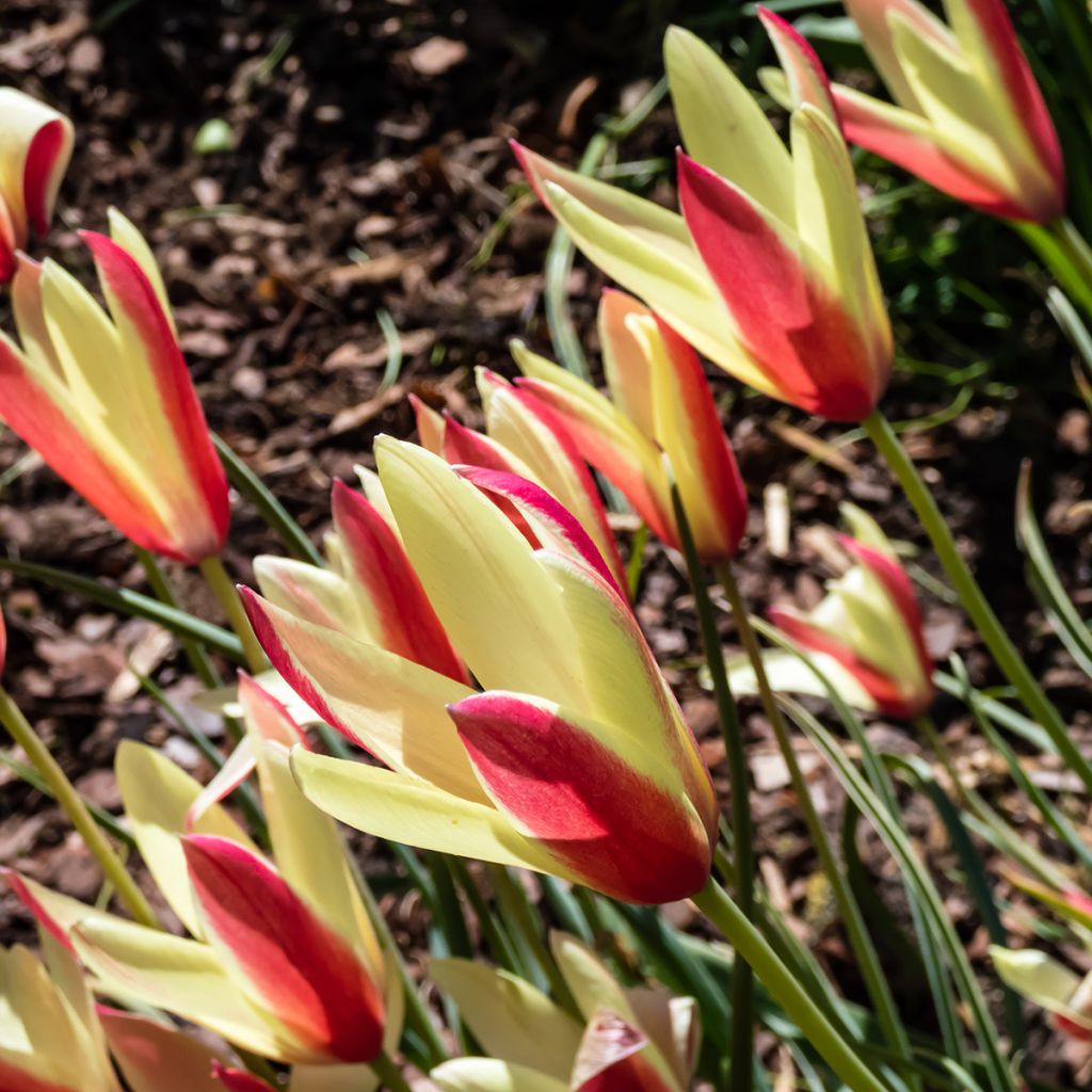 Tulipa clusiana Cynthia