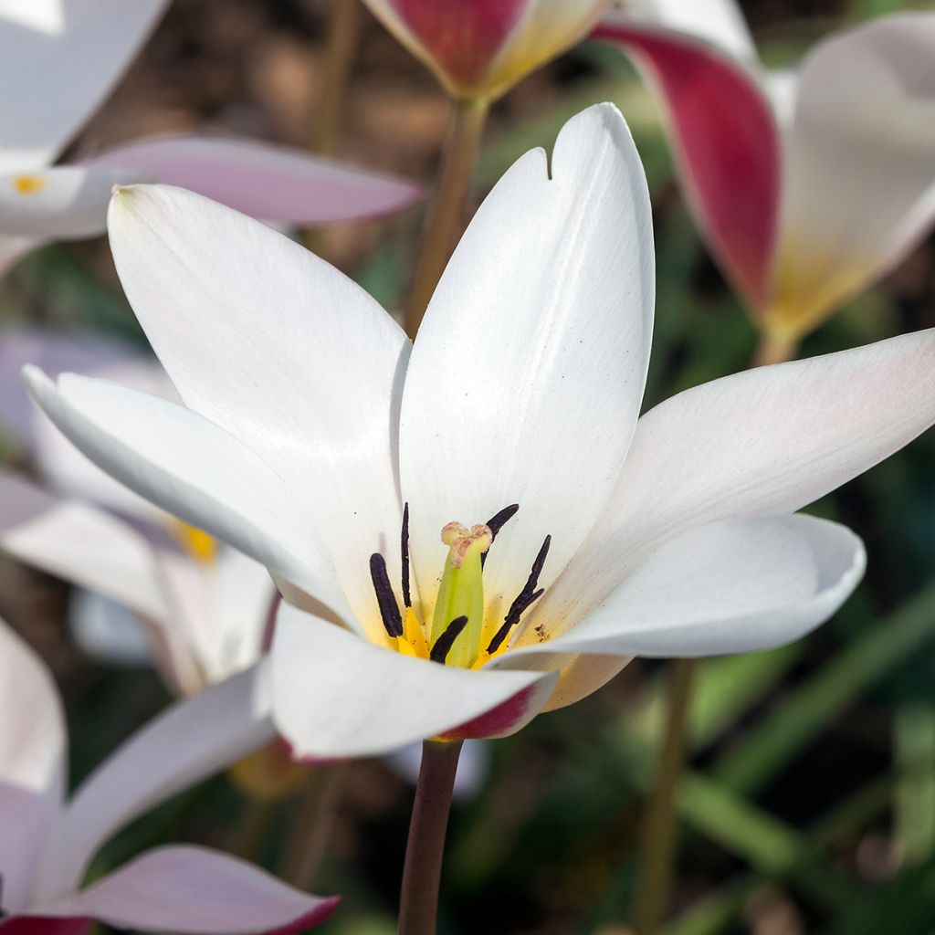 Tulipa clusiana Lady Jane