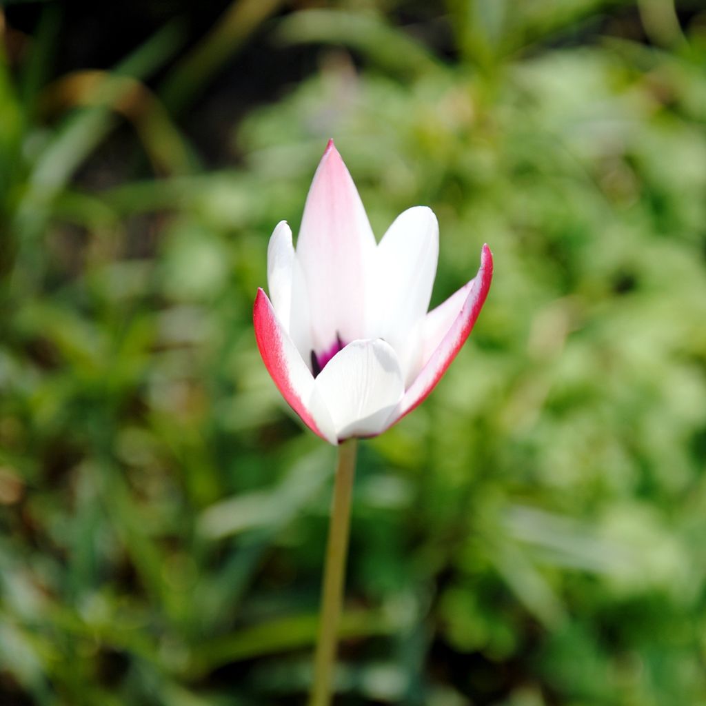 Tulipa clusiana Peppermint Stick