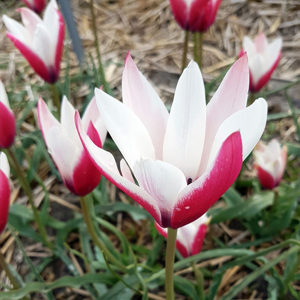 Tulipa clusiana Peppermint Stick