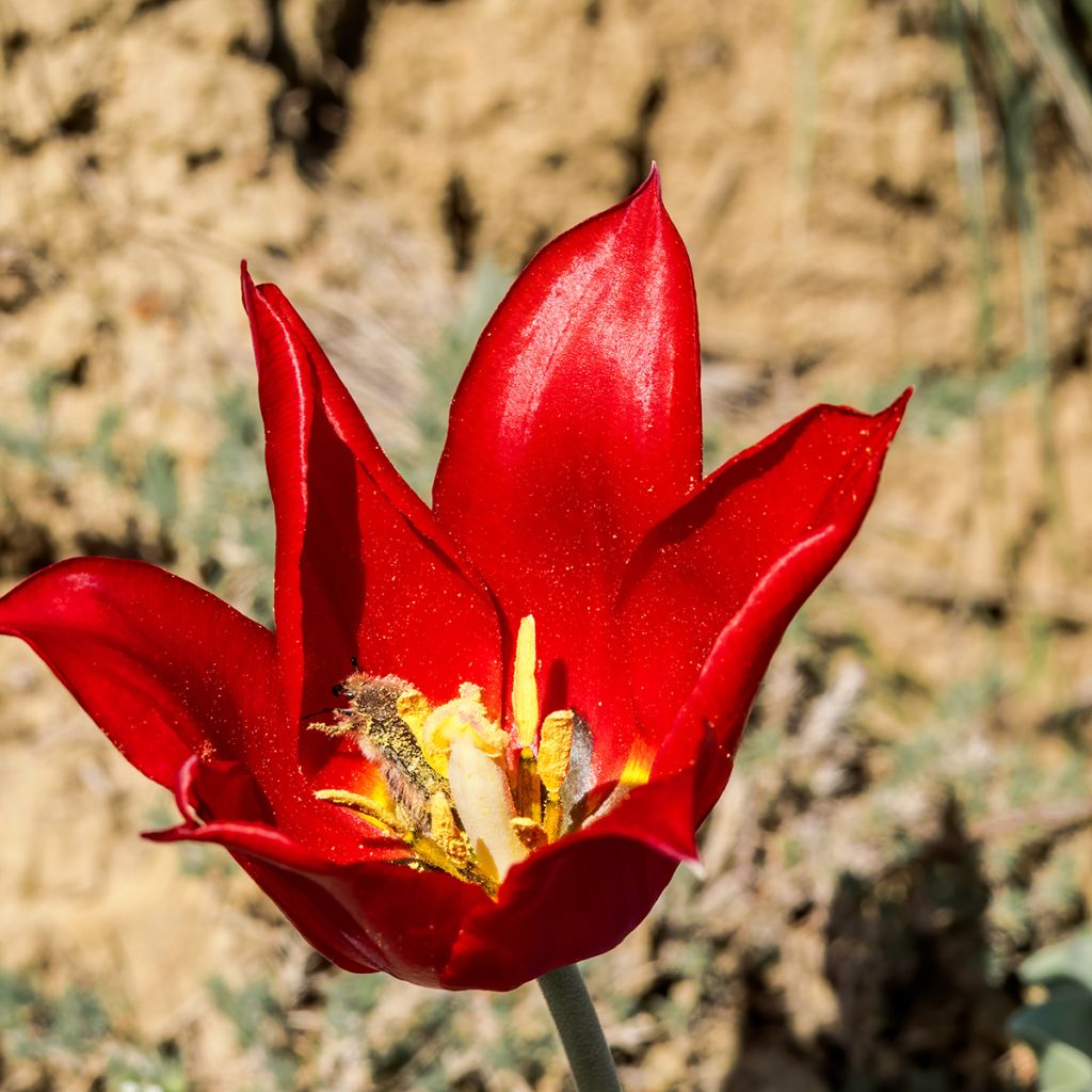 Tulipa eichleri - Tulipan botánico