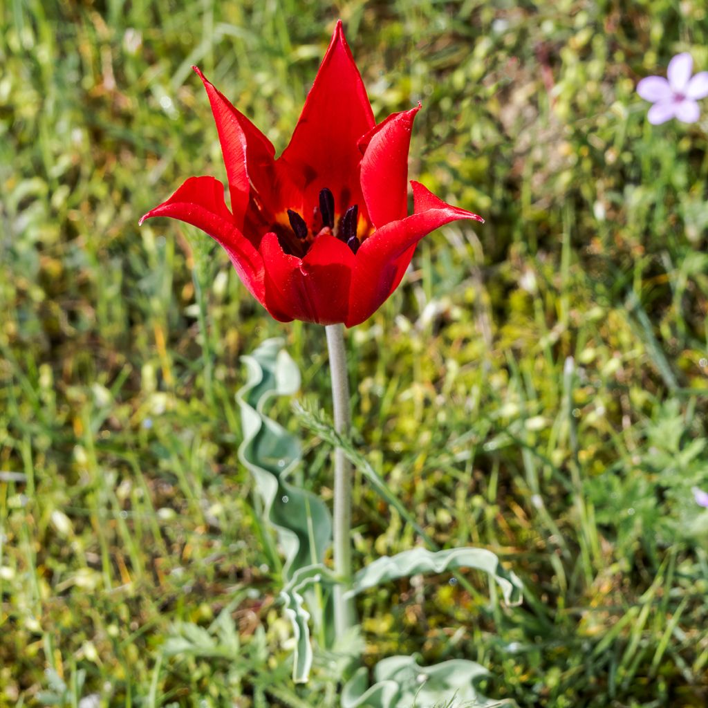 Tulipa eichleri - Tulipan botánico