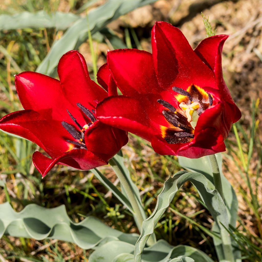 Tulipa eichleri - Tulipan botánico