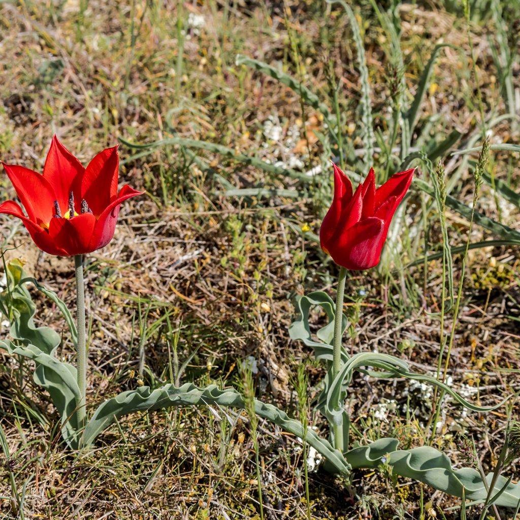 Tulipa eichleri - Tulipan botánico