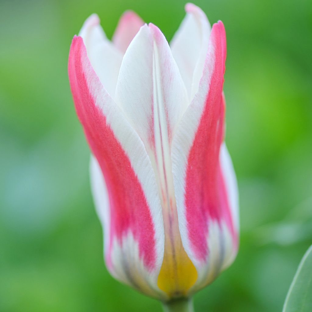 Tulipa greigii Mary Ann